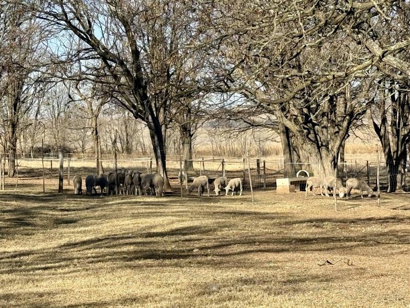 0 Bedroom Property for Sale in Harrismith Free State
